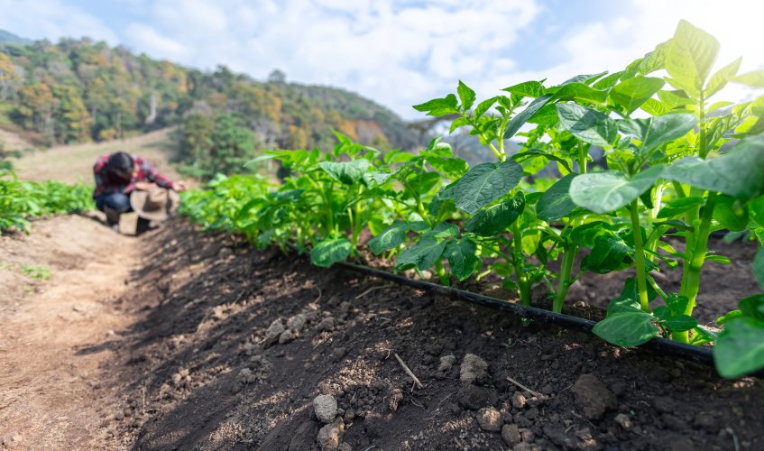 A farmer in the distance tending to a potato field.